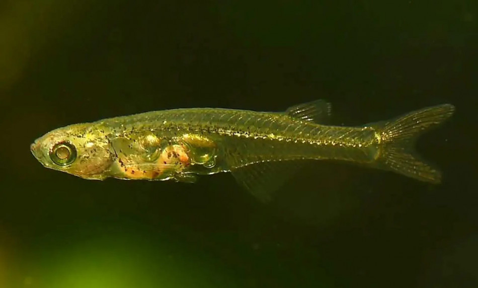 Рухи ребра забезпечили одній із найменших рибок гучність сирени