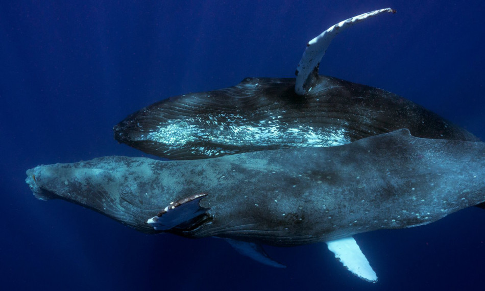 Спаровування горбатих китів вперше потрапило на камеру. Це були два самці