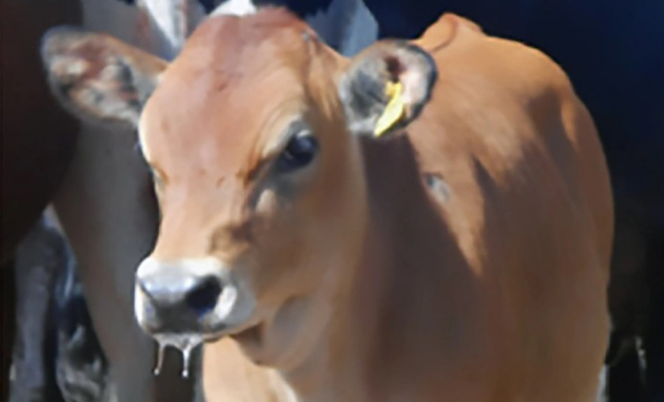 Генетично модифікована корова виробила молоко з людським інсуліном