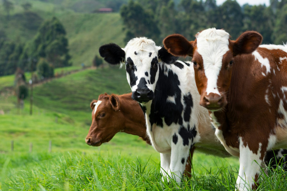 У США корови інфікувалася високозаразним пташиним грипом