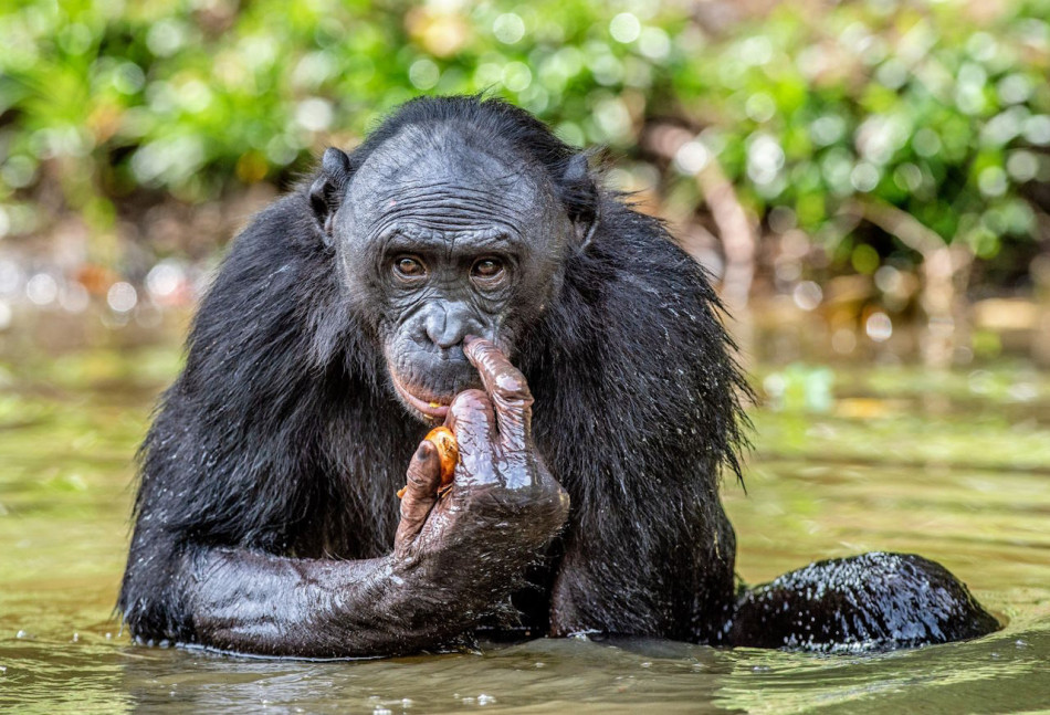 Самці миролюбних бонобо виявилися жорстокішими за шимпанзе