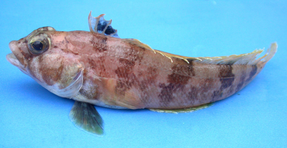 У пошуках затонулого корабля в Антарктиді підводний дрон виявив гнізда риб