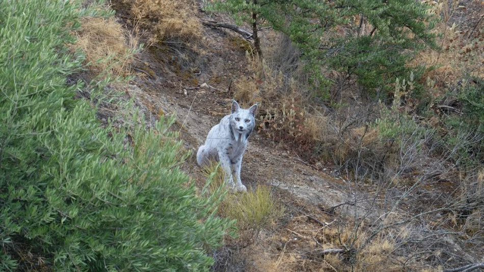 В Іспанії вперше сфотографували білу рись у дикій природі
