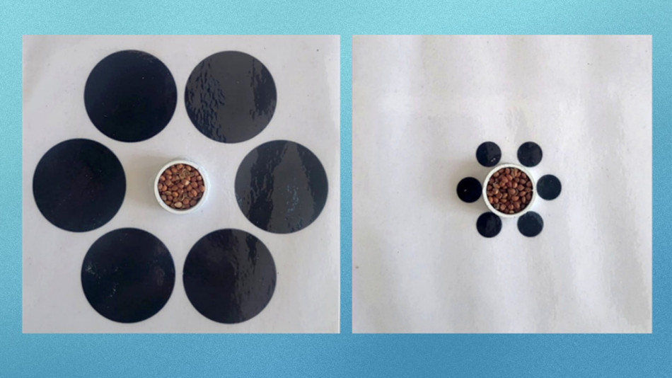 Оптичні ілюзії надурили рибок гупі й деяких горлиць, як і людей