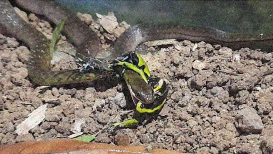 Змії витерли отруйних жаб об землю та з’їли без шкоди для себе