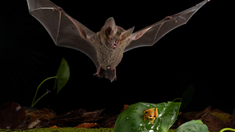 Крихітні кажани виявилися не менш ефективними хижаками, ніж леви