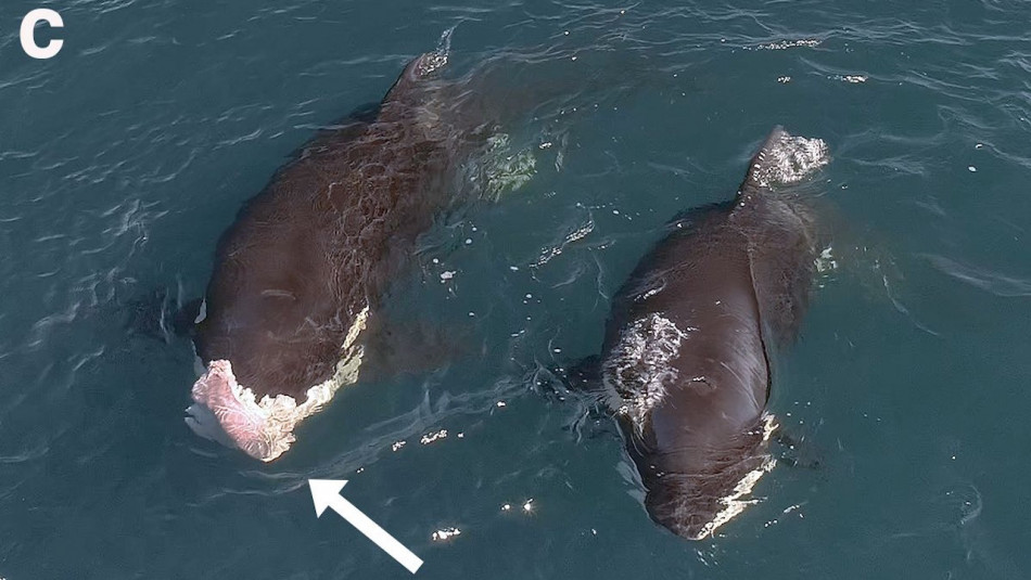 Косатки ввели дитинчат білої акули в транс і вбили