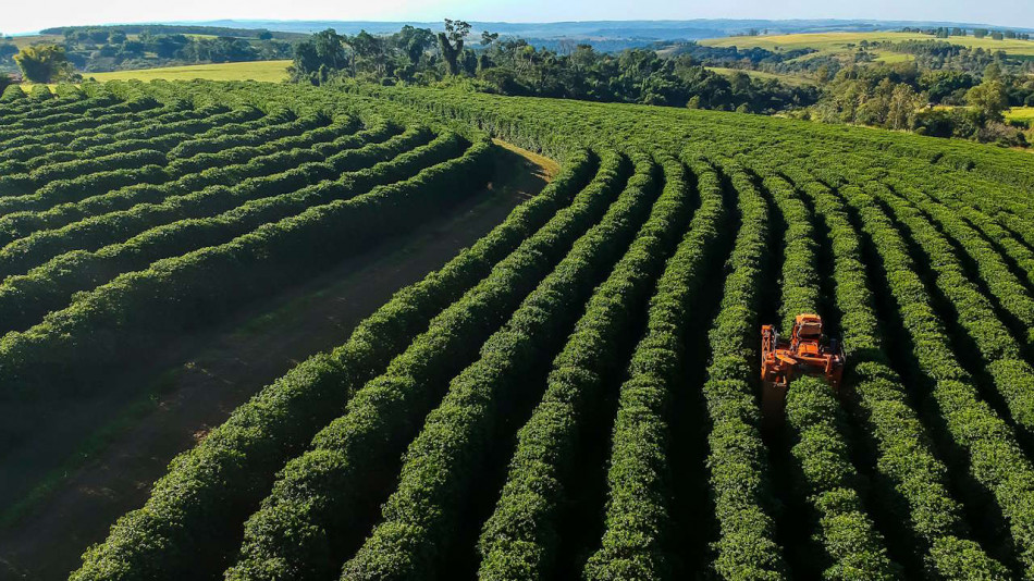 Охолодження планети не захистить каву, какао та вино від наслідків змін клімату
