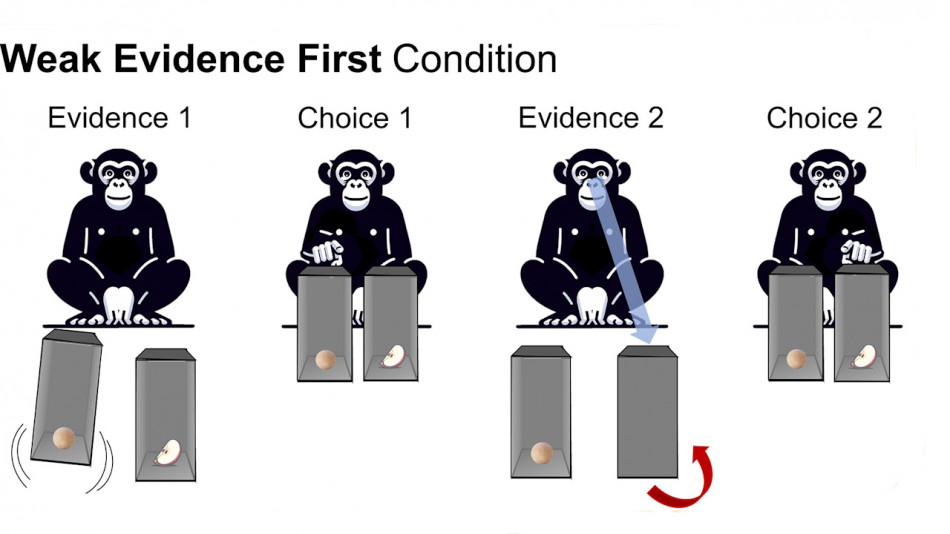 У шимпанзе запідозрили здатність логічно мислити