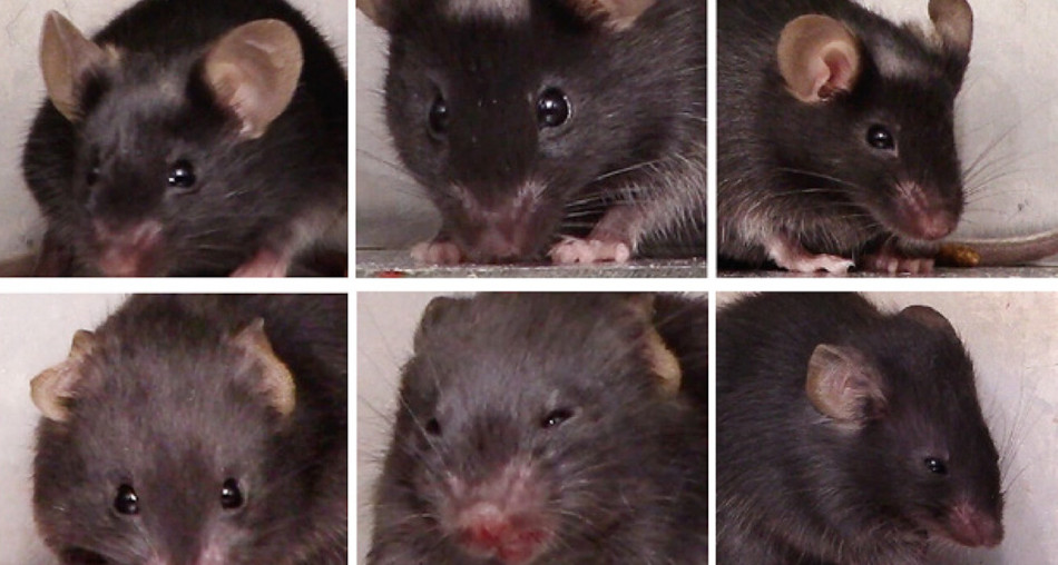 У мозку мишей знайшли відповідальні за агресію та самопошкодження нейрони. Вони стануть мішенями для ліків