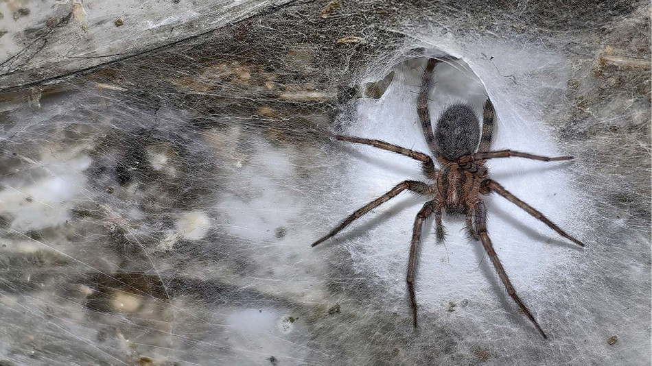 У печері на кордоні Албанії та Греції поселилися 100 тисяч павуків