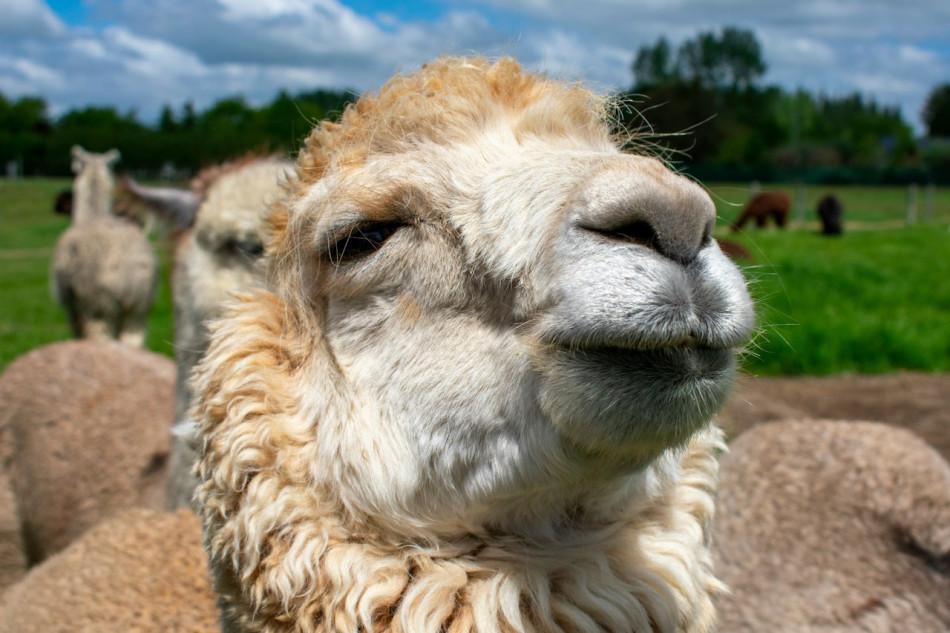 Крихітні антитіла лам запропонували використовувати для боротьби з хворобою Альцгеймера