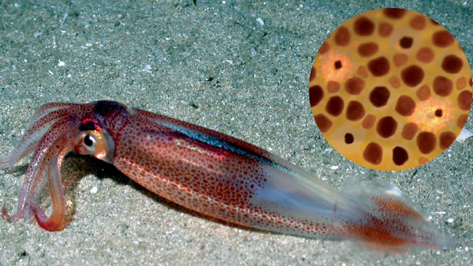 Біологи навчили бактерії виробляти маскувальний пігмент восьминогів