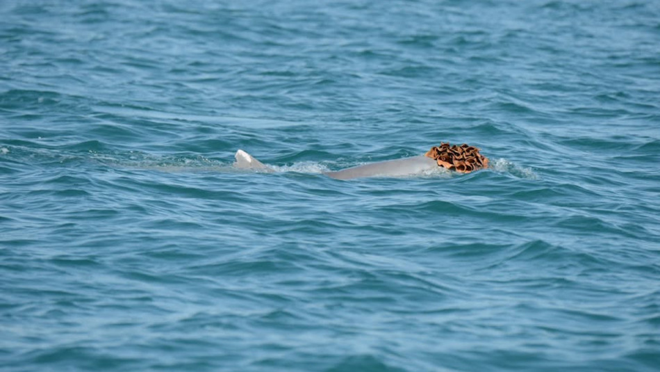 Австралійські горбаті дельфіни вдягли на голову морські губки для приваблення самиць