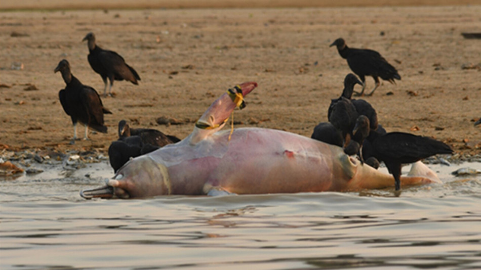 Екстремальна спека у 2023 році висушила амазонські озера й убила місцевих дельфінів