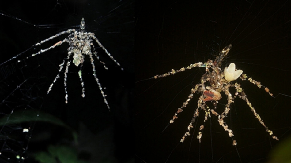 Тропічні павуки створили двійників з павутини для самозахисту