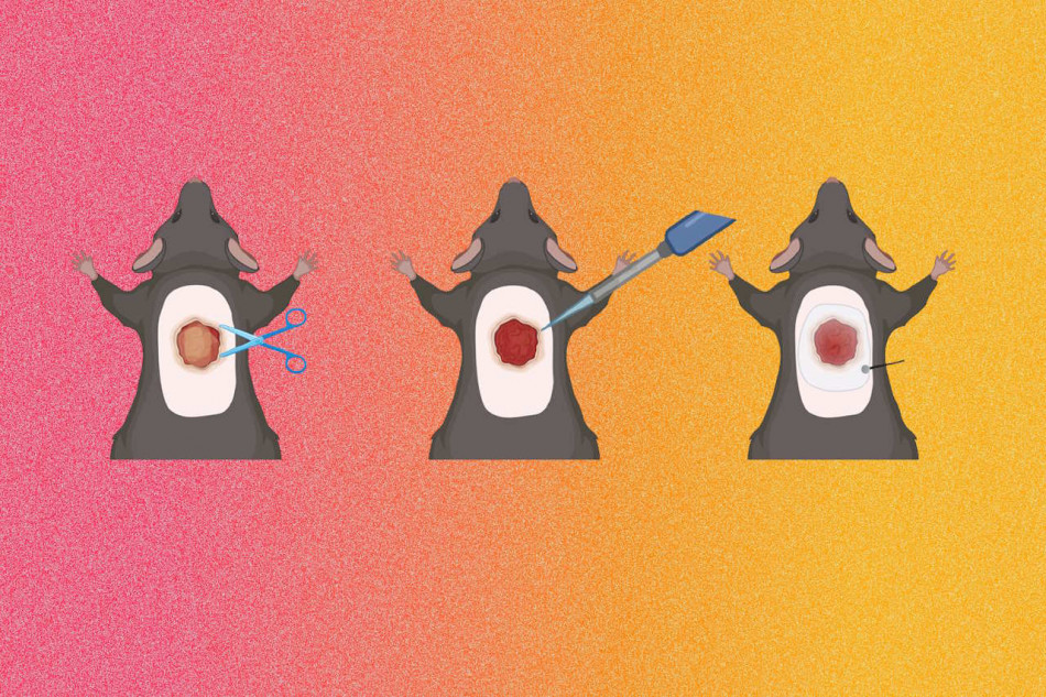 Ген рудого волосся сповільнив загоєння ран у мишей