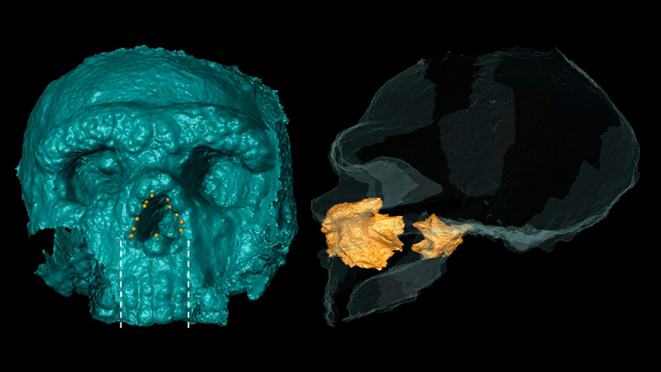 Ніс неандертальців виявився не більш пристосованим до холоду, ніж людський