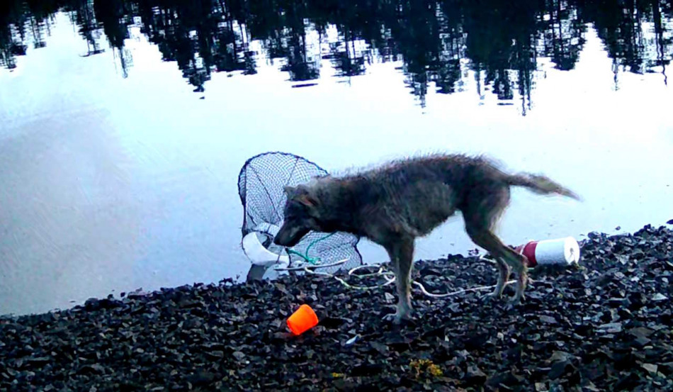 Канадські вовки вкрали їжу з приманок для крабів