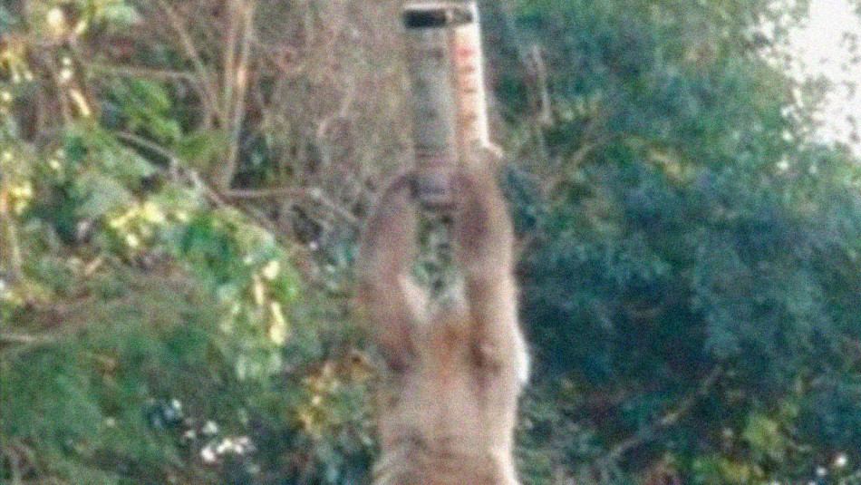 Безрукий капуцин використав людське сміття для збору води