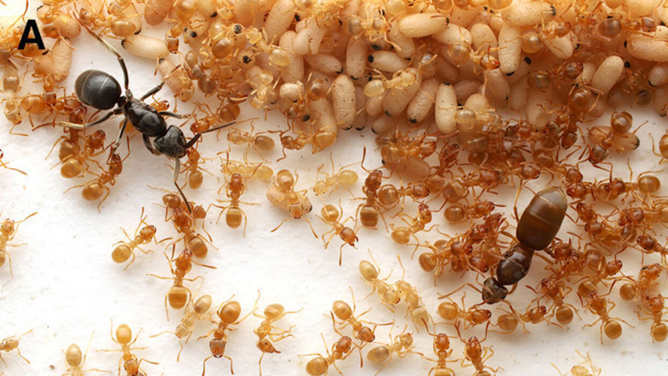 Паразитична мураха обманом змусила мурах-господарів убити власну матір