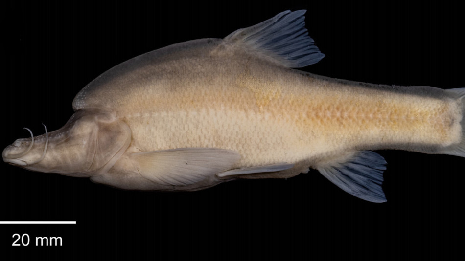 У Китаї знайшли новий вид безоких рогатих риб