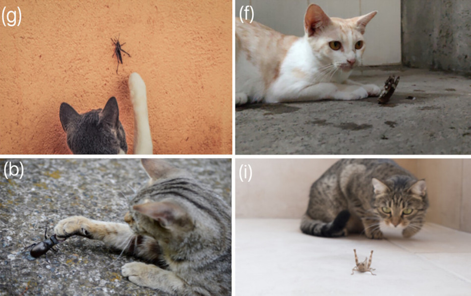 Відео з TikTok видали в домашніх котах мисливців на комах