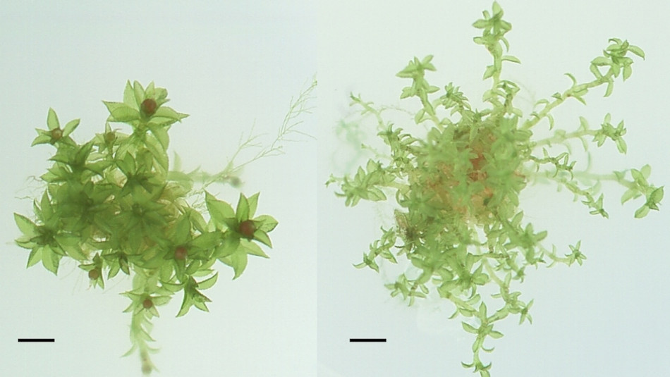 Спори моху прожили в космосі дев’ять місяців і проросли після повернення на Землю