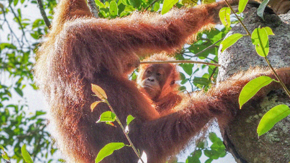 Дитинчата орангутангів розширили свій раціон завдяки навчанню на прикладі старших особин, як і люди
