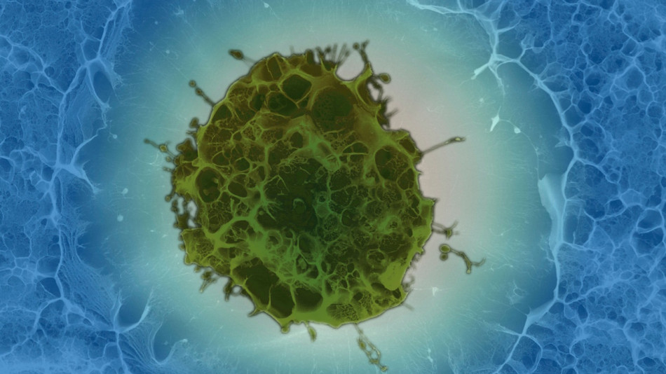 Біологи омолодили стовбурові клітини крові завдяки впливу на лізосоми