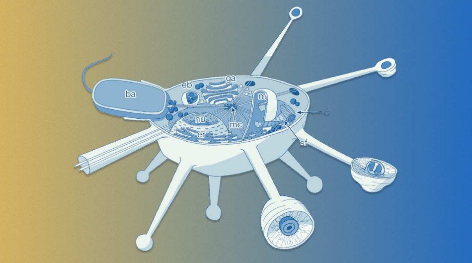 Випадкова смерть інфузорій допомогла відкрити нову супергрупу організмів із «втраченими» генами