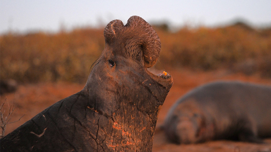 Морські слони упізнали голоси своїх конкурентів після років розлуки