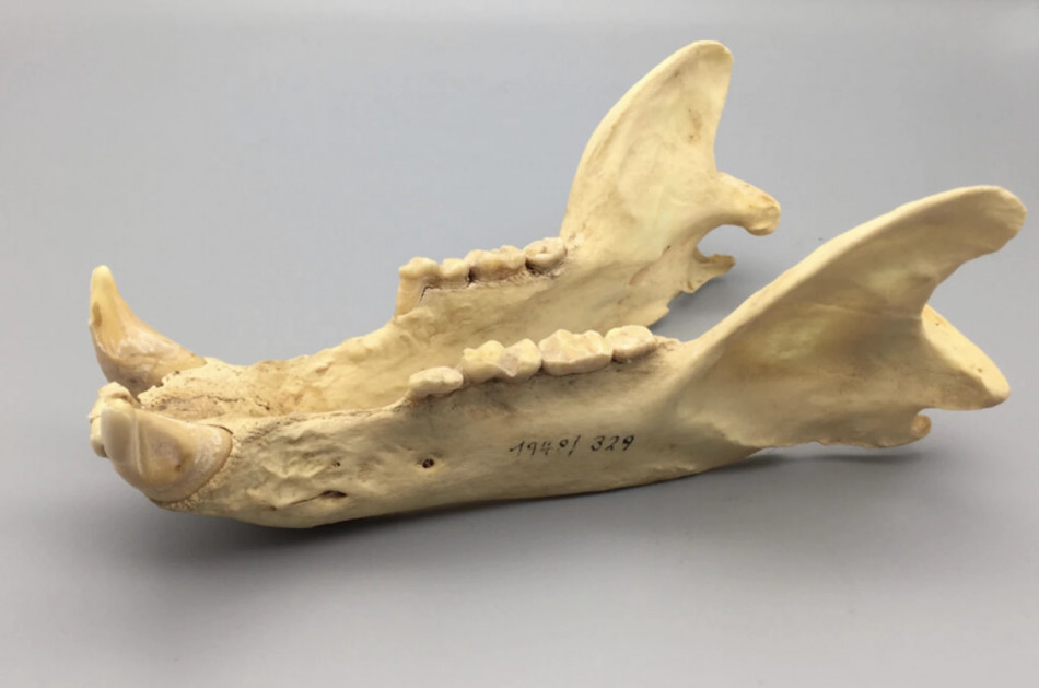 Рослинна дієта наділила хижих ведмедів зубами, як у травоїдних тварин