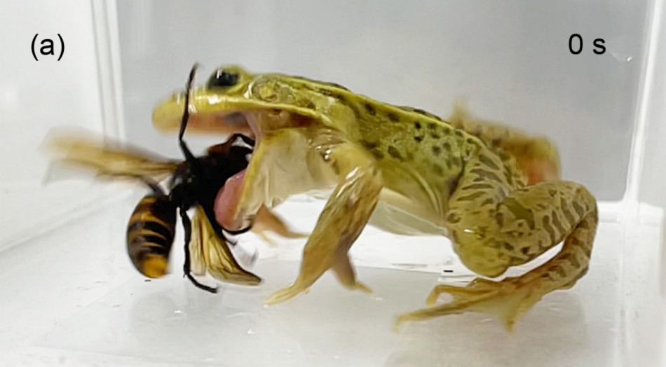 Стійкість до отрути допомогла жабам вполювати гігантських шершнів
