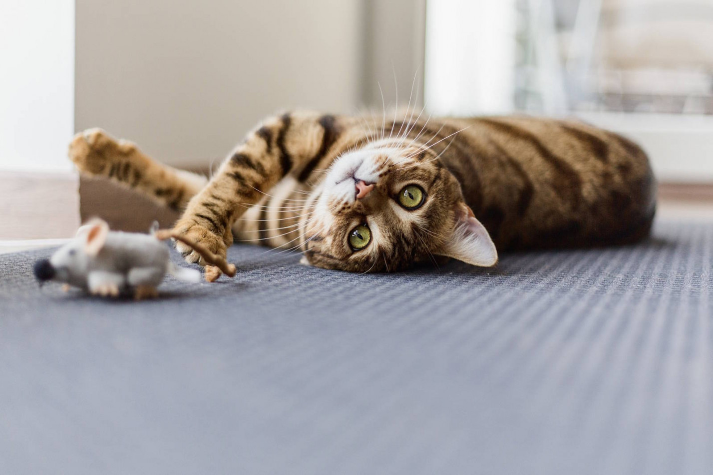 Наука в мисці. Яким має бути сучасне харчування котів і собак — та чому інтуїція тут не працює