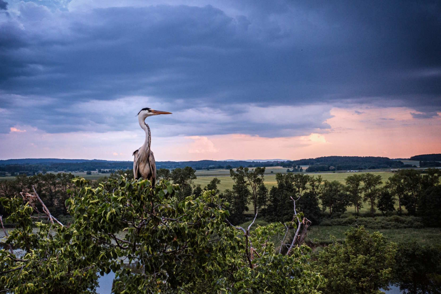 Перната родина. Фото колонії сірих чапель від фіналіста Drone Photo Awards 2025