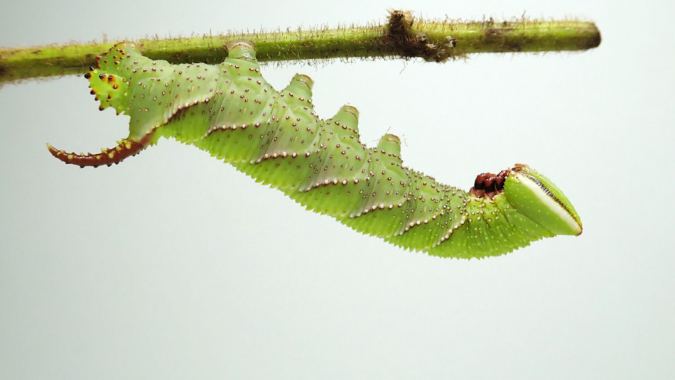 Лялечки молі зімітували сичання змій і відлякали хижаків