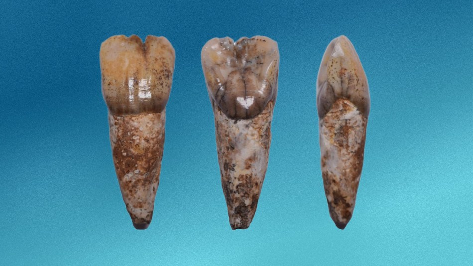 У Малайзії знайшли зуб попередника сучасних людей віком 55 тисяч років