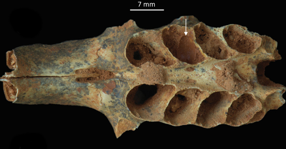 Кістки вимерлих гризунів стали гніздом для вимерлих карибських бджіл