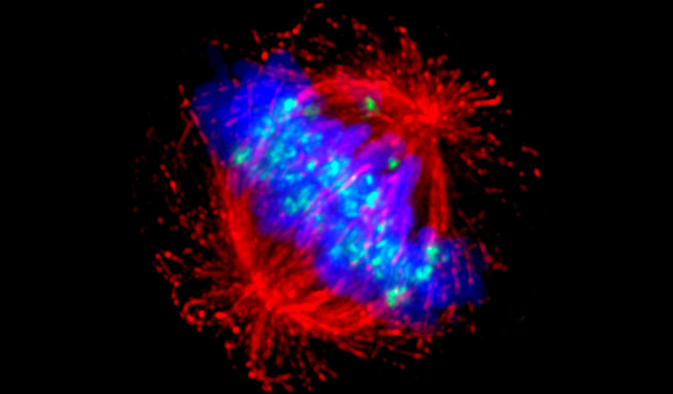 Біологи створили 4D-карту людських хромосом у ядрі клітин