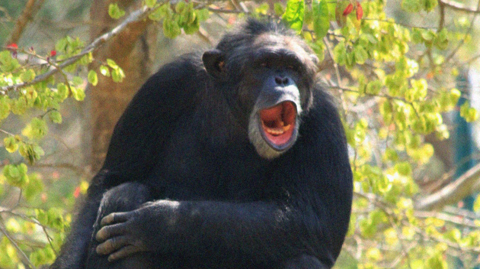 Шимпанзе звернулися одне до одного по черзі, як люди