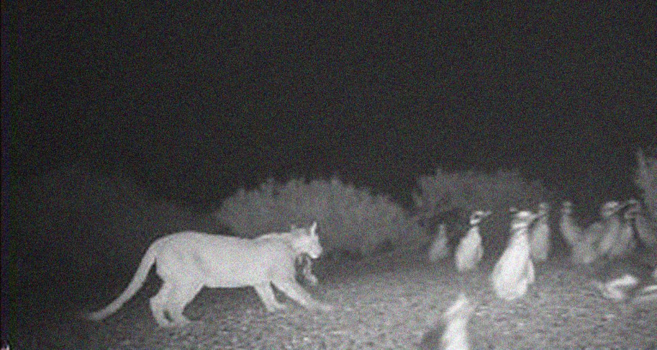 Полювання на пінгвінів зблизило аргентинських пум