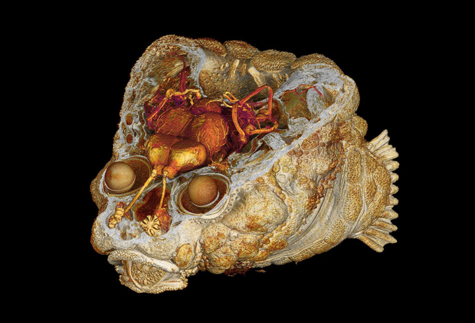 У тихоокеанських риб знайшли барабан на голові для спілкування з іншими особинами