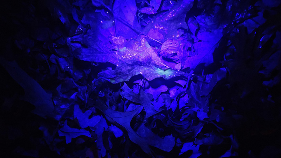 Сеча оленів у період розмноження посвітилася під ультрафіолетом