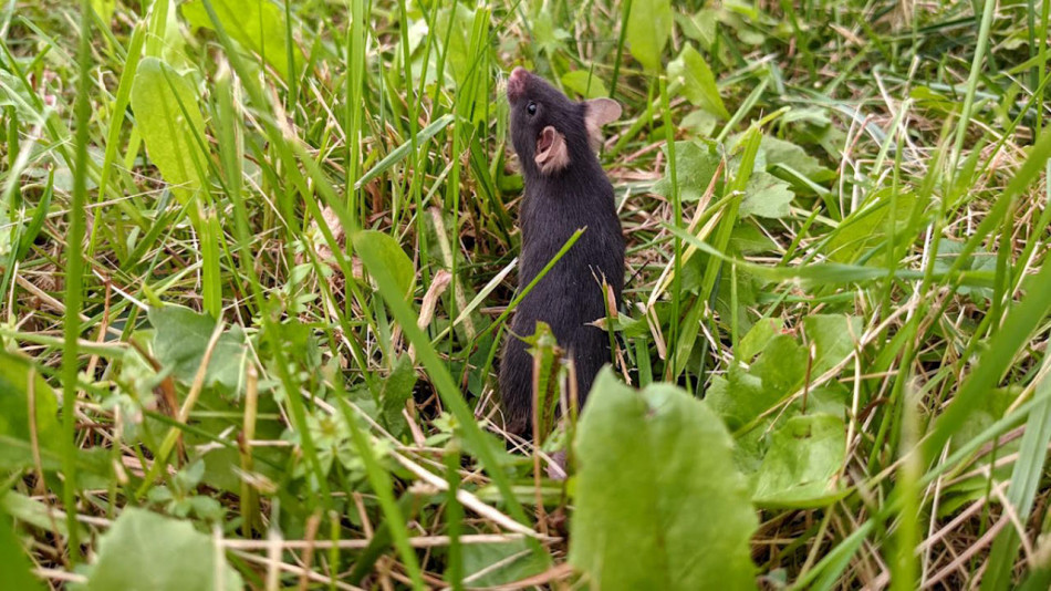 Прогулянка на волі зробила лабораторних мишей менш тривожними