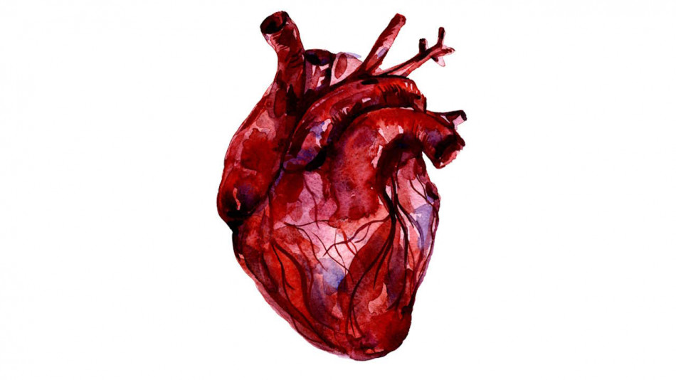 Біорозкладний імплант вберіг серце свиней від рубцювання та старіння