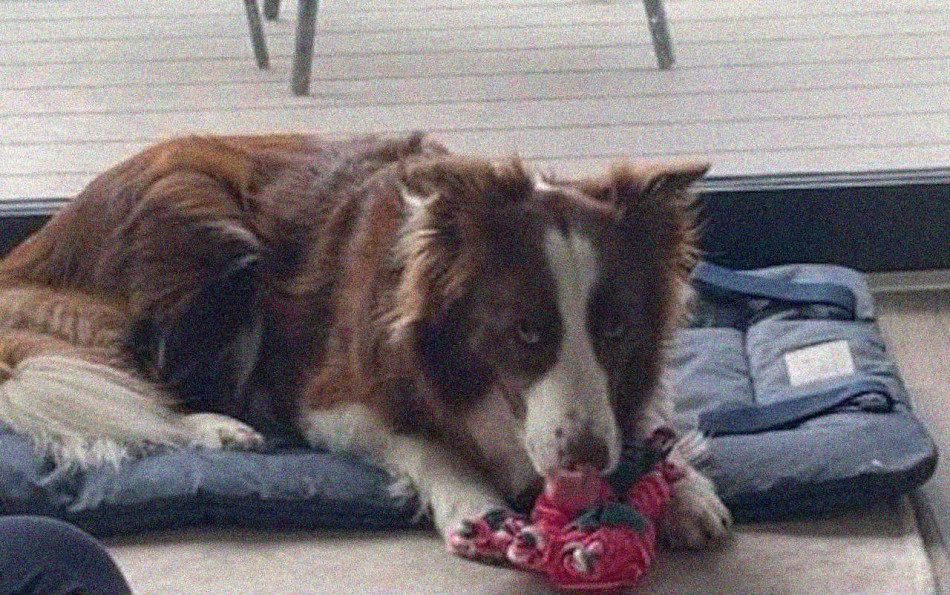 Обдаровані собаки підслухали розмови господарів і вивчили з них назви іграшок. Це схоже на вивчення мови дітьми