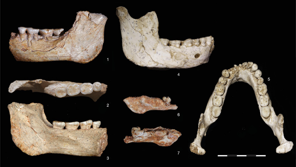 У Марокко знайшли рештки найдавнішого спільного предка людей і неандертальців. Це підтверджує походження нашого виду з Африки