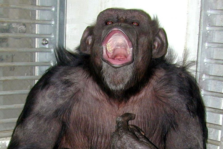 У Японії померла шимпанзе-«генійка», яка вміла рахувати та читати китайські ієрогліфи