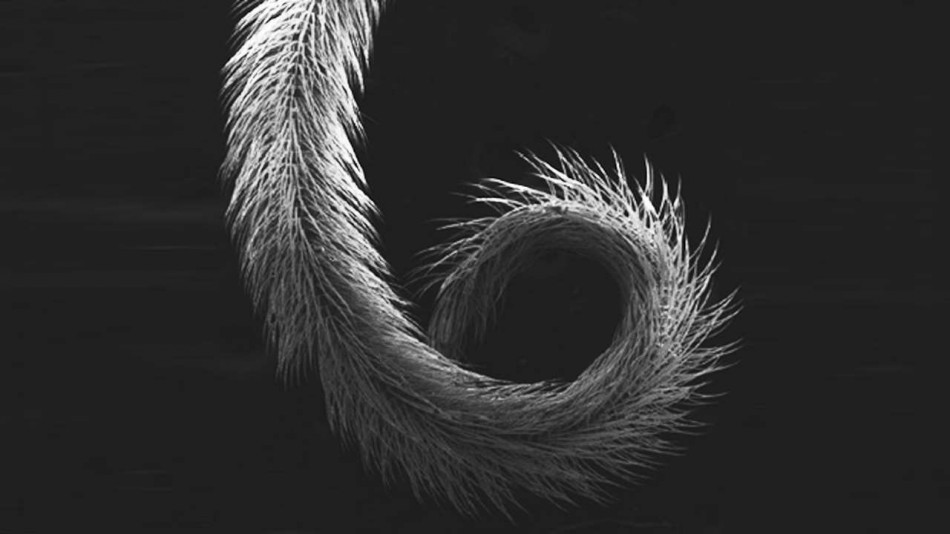 Королеви джмелів довірили збір нектару робочим особинам через недосконалість своїх язиків